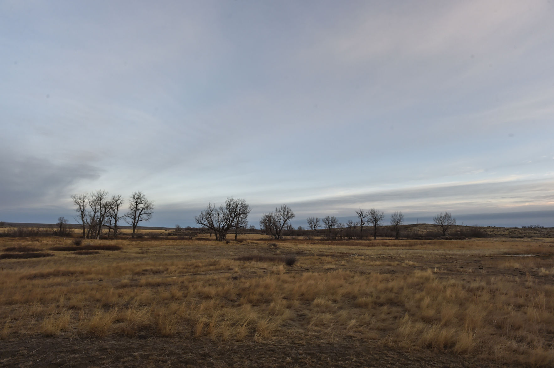 APR Bison Harvest